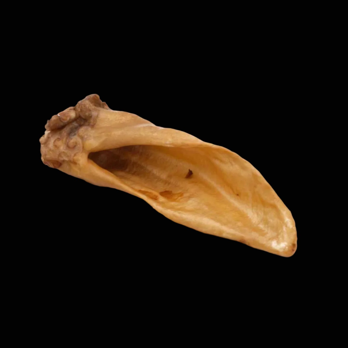 dried lamb ear on black background
