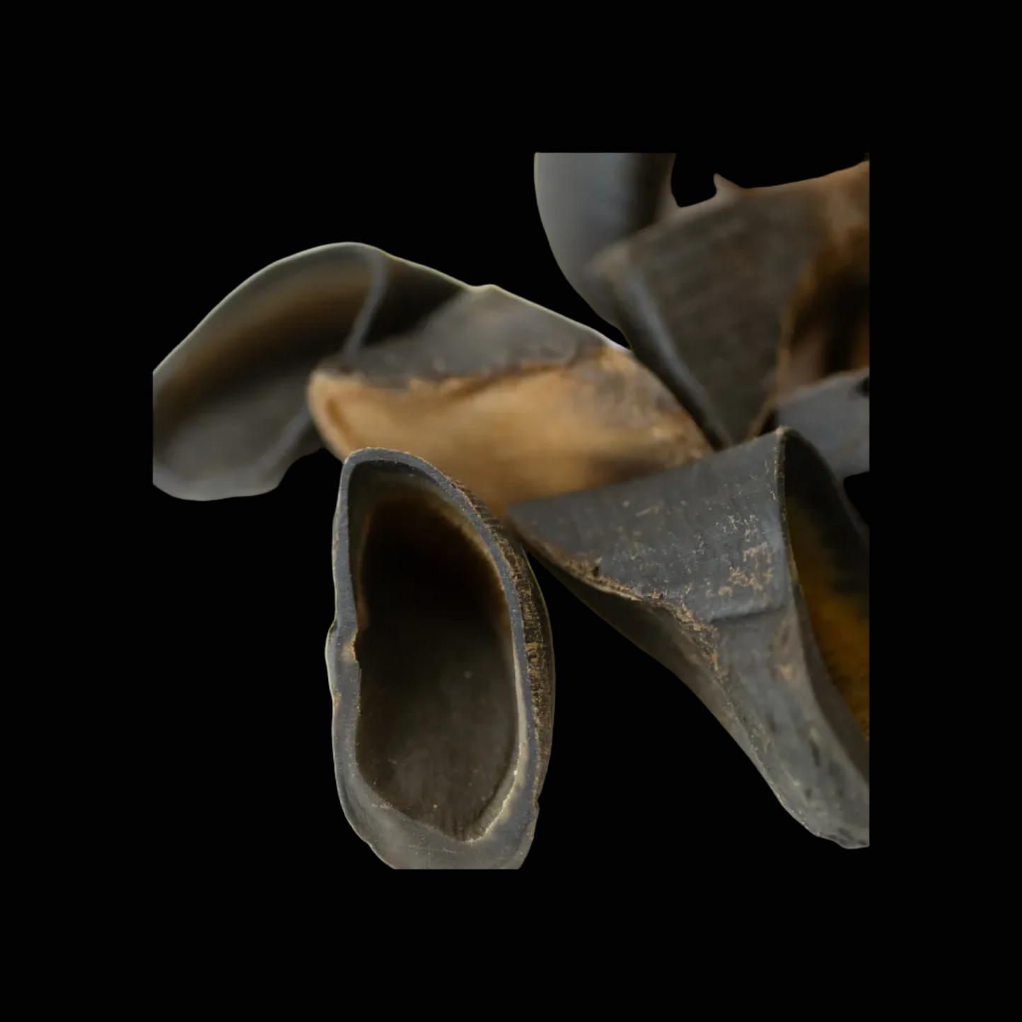 Close-up of dark brown cow hooves on a black background