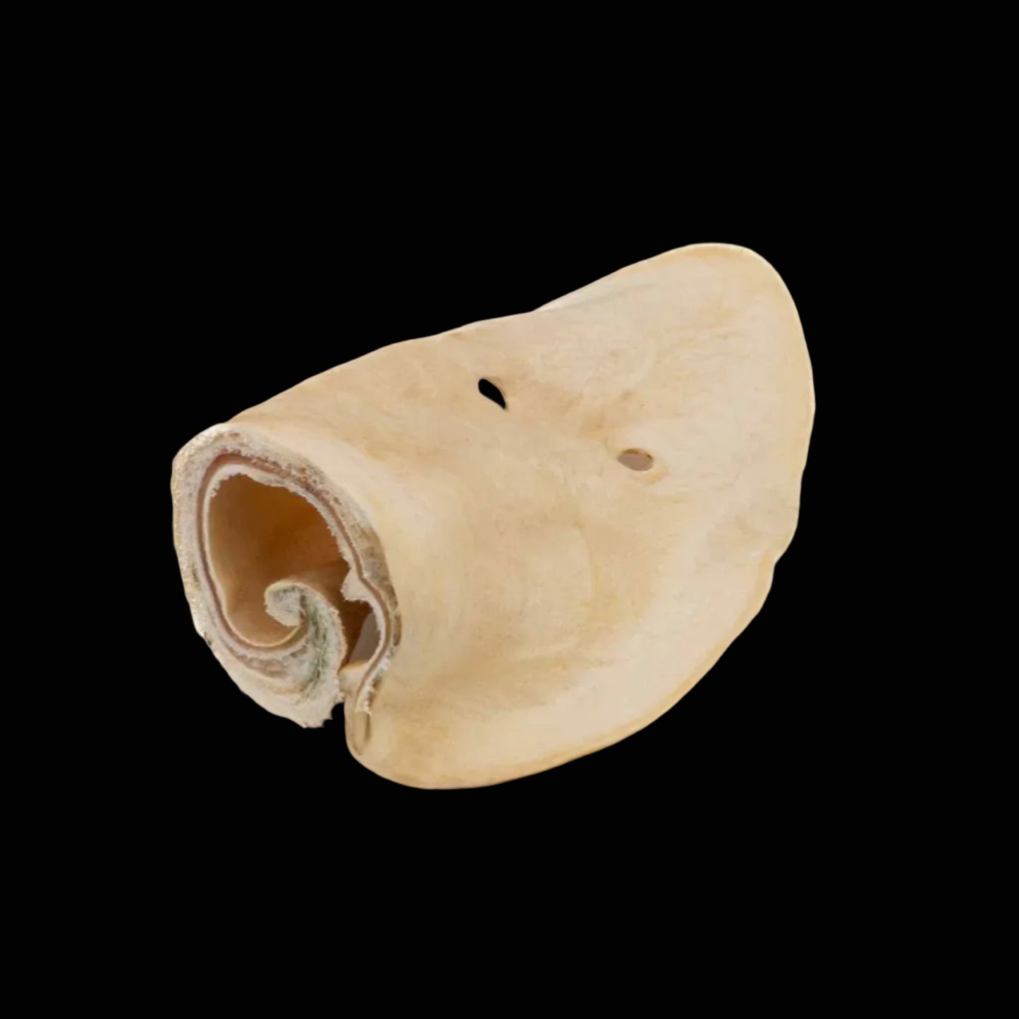 Dried Beed ear on black background