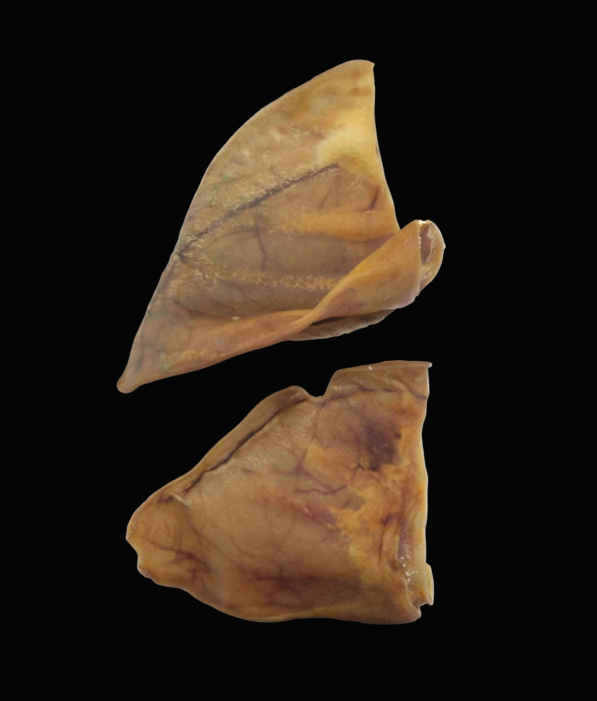 Two dried, wrinkled brownish-yellow leaf or bark pieces shown against a plain white background.